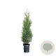 Thuja occidentalis 'King of Brabant' 100-125 cm 4,0L