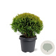 Thuja occ. 'Mirjam' 30-40 cm 5,0L