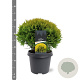 Thuja occ. 'Mirjam' 30-40 cm 5,0L