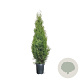 Thuja occ. 'Smaragd' 80-100 cm 4,0L