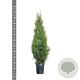 Thuja occ. 'Smaragd' 80-100 cm 4,0L