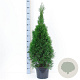 Thuja occ. 'Smaragd' 80-100 cm 7,5L