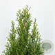 Thuja occ. 'Smaragd' 80-100 cm 7,5L