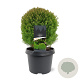 Thuja occ. 'Teddy' 20-25 cm 3,0L