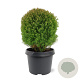 Thuja occ. 'Teddy' 20-25 cm 3,0L