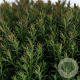Thuja occ. 'Teddy' 20-25 cm 3,0L