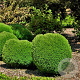 Thuja occ. 'Teddy' 20-25 cm 3,0L