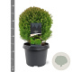 Thuja occ. 'Teddy' 20-25 cm 3,0L