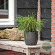 Thuja pl. 'Whipcord' 20-25 cm 3,0L