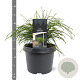 Thuja pl. 'Whipcord' 20-25 cm 3,0L