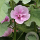 Alcalthaea suffr. 'Parkrondel' GM P9