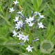 Amsonia orientalis GM P9