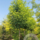 Robinia pseudoacacia 'Bessoniana' 20-25 HO draadkluit