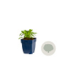 Centranthus ruber 'Albus' GM  P11