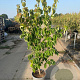 Cornus k. 'Schmetterling' 125-150 cm 20L