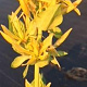 Gentiana lutea GM P9