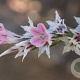 Goniolimon tataricum GM P9