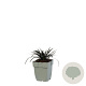 Ophiopogon plan. 'Niger' GM  P11