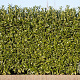 Prunus l. 'Caucasica' 175-200 cm met kluit