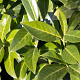 Prunus l. 'Caucasica' 175-200 cm met kluit