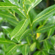 Prunus l. 'Caucasica' 175-200 cm met kluit
