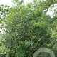 Prunus l. 'Caucasica' 175-200 cm met kluit