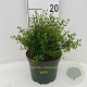 Myrtus communis 'guilli' 30-40 cm 3,0L