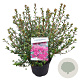 Rhododendron (AJ) 'Amoenum' 25-30 cm 4,0L