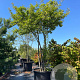 Malus 'Adirondack' 300 cm cont. 350L meerstammig dakvorm