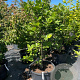 Magnolia 'Aphrodite' 140-160 cm cont. 80L meerstammig