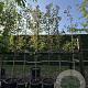 Malus 'Rudolph' 6-8 HO 50L