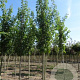 Acer freemanii 'Armstrong' 16-18 HO container