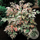 Acer negundo 'Flamingo' 8-10 HO container