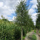 Alnus glutinosa 'Laciniata' 16-18 HO draadkluit