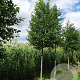 Alnus glutinosa 16-18 HO draadkluit 3 X verplant