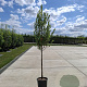 Amelanchier can. Rainbow Pillar 8-10 HO container