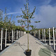 Amelanchier lamarckii 6-8 HO container