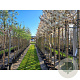 Amelanchier laevis 'Snowflakes' 8-10 HO container