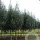 Betula albosinensis 'Fascination' 10-12 HO container