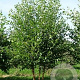 Betula nigra 10-12 HO container