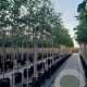 Betula pendula 6-8 HO container