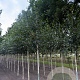 Betula utilis 'Doorenbos' 10-12 HO draadkluit 3 X verplant