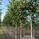 Betula utilis 'Doorenbos' 10-12 HO draadkluit 3 X verplant