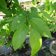 Carpinus bet. 'Fastigiata' 12-14 HO container