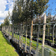 Carpinus bet. 'Fastigiata' 12-14 HO container