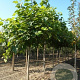 Catalpa bignonioides 10-12 HO container
