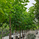 Catalpa bignonioides 14-16 HO container