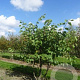 Cercis siliquastrum 10-12 HO container