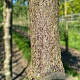 Cornus mas 12-14 HO container