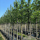 Cornus mas 12-14 HO container